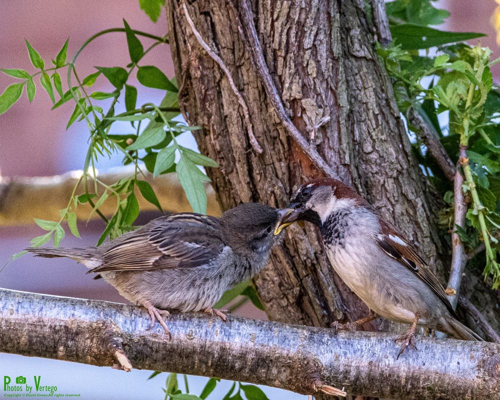 juvenile sparrow being fed