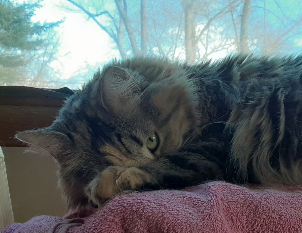 A portrait of a gorgeous medium hair mutt kitty named Endora Dayenu the Destroyer. She's lying on a pink towel in front of a window with distant trees. Her paw is obscuring her face so one little green eye is looking intensely at the camera. She has lots of black stripes, little touches of cream and orange fur on her face and paw, with the rest of her fur being mostly grey.