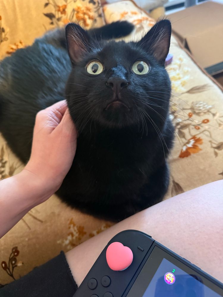 Danni’s cat, Beerus not letting her play her Switch. 