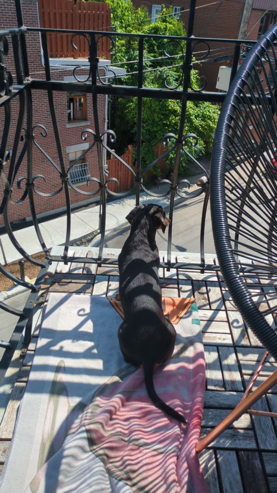 Saucisse (le chien) qui regarde par le balcon 