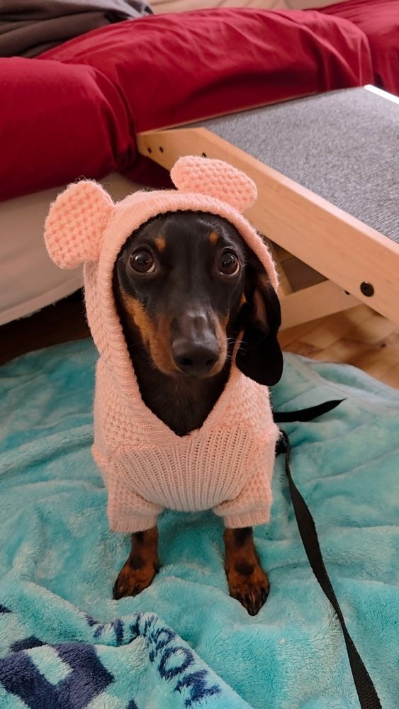 Saucisse le chien dans un pull rose à oreilles d'ourson 