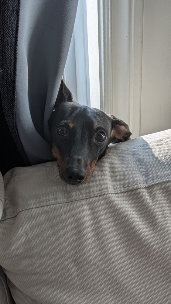 Saucisse le chien qui passe sa tête depuis derrière le rideau 