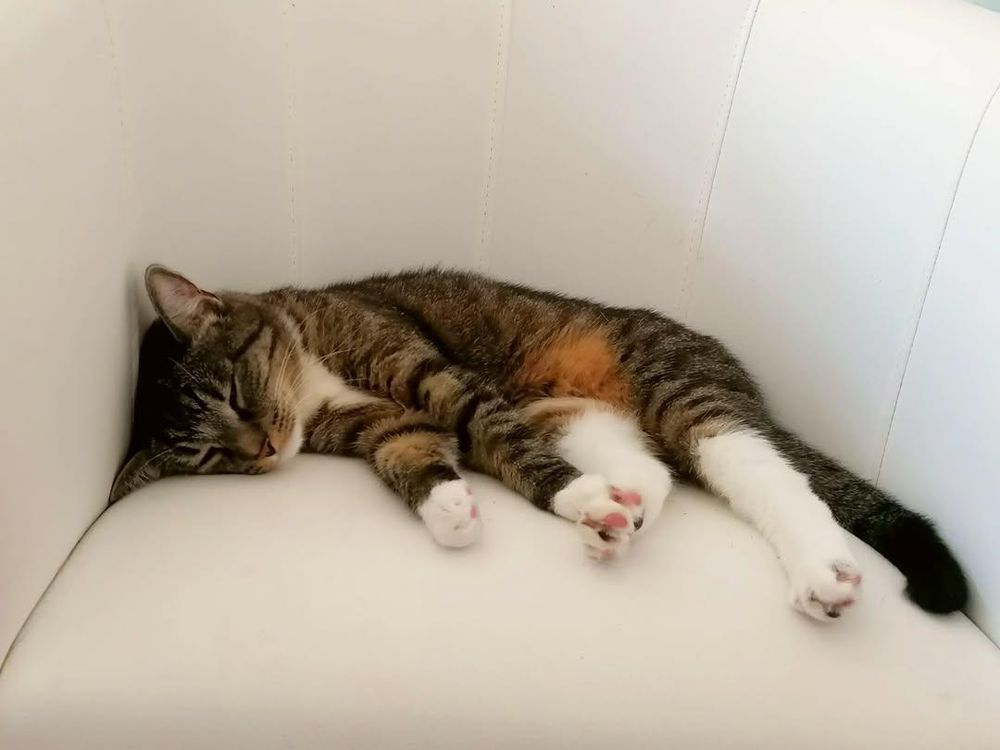 Meine Katze Linka, wie sie auf dem Sessel schläft. 