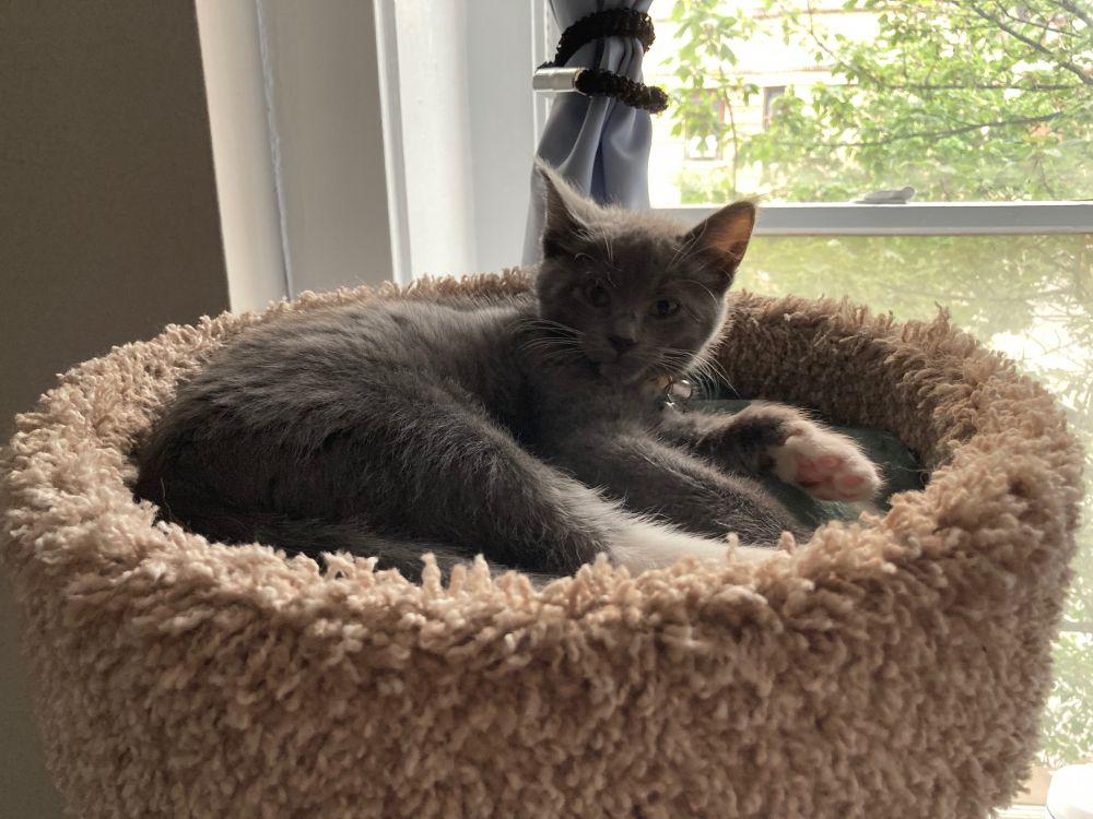 A small grey and white kitten is sprawled at the top of a carpeted cat tower. You can see his pink little toe beans on one foot!