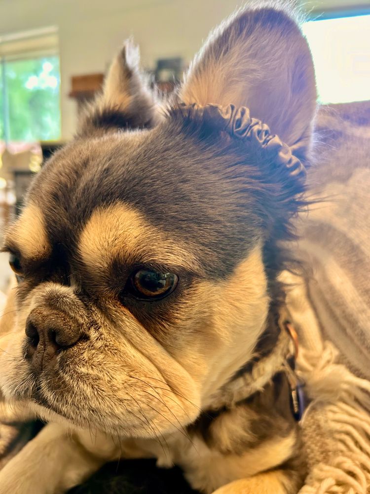 A fluffy frenchie wearing a scrunchie on her ear