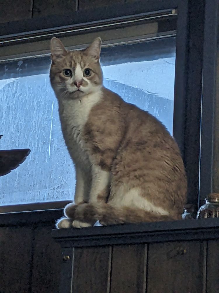 Pete monitoring his domain