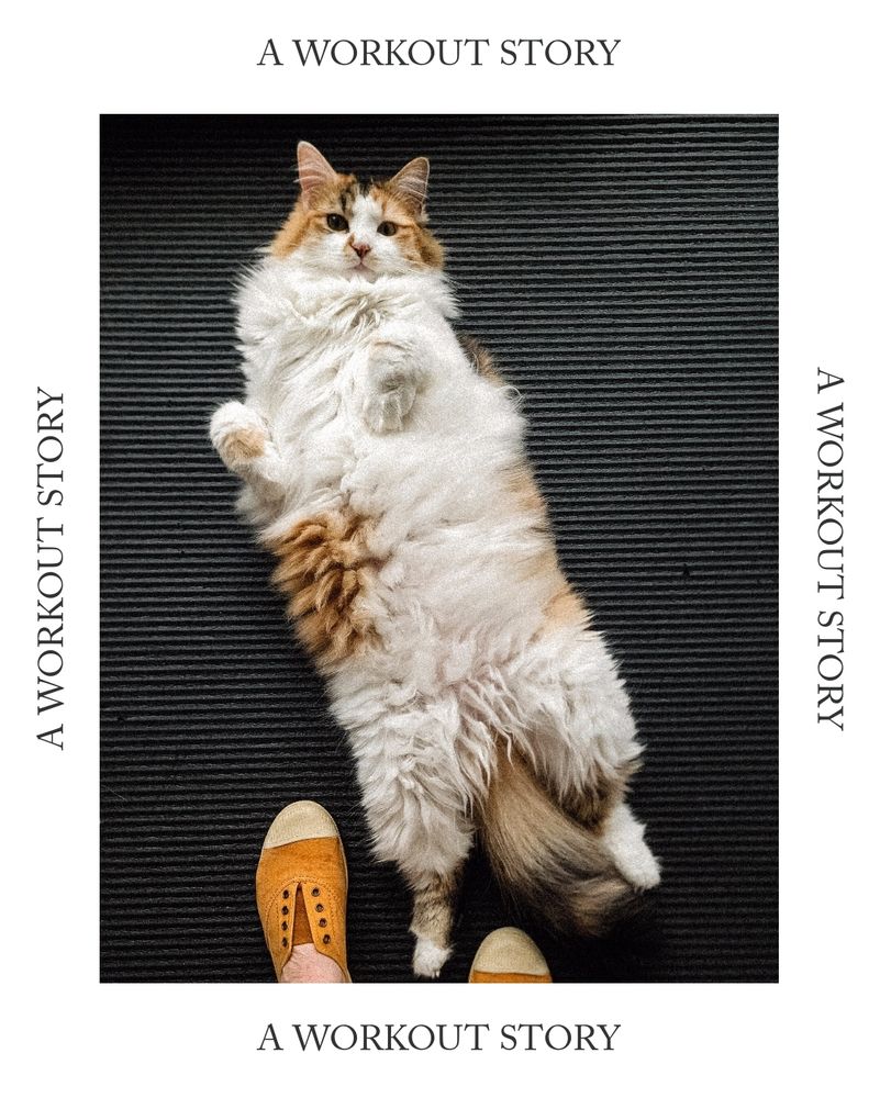 A workout STORY : Bloom, chatte à poil long blanche rousse et grise sur le dos me regarde prête à faire ses abdos sur le dos ! 