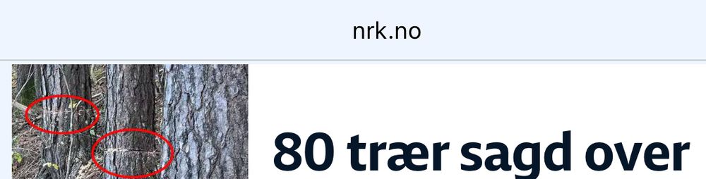 Skjermdump fra nrk.no «80 trær sagd over»