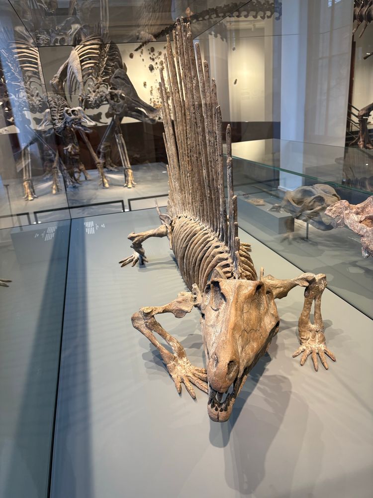 Naturhistorisk museum, fossil av Proto-Pattedyr. Med stor hanekam.