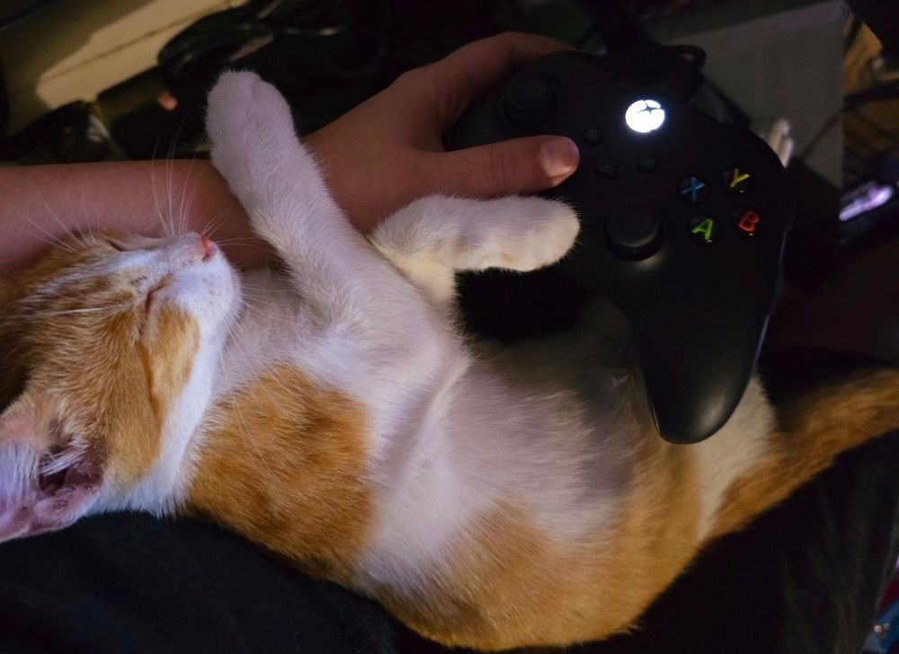 Toji cuddled up on lap
Orange & White kitten sleeping, xbox controller in hand 