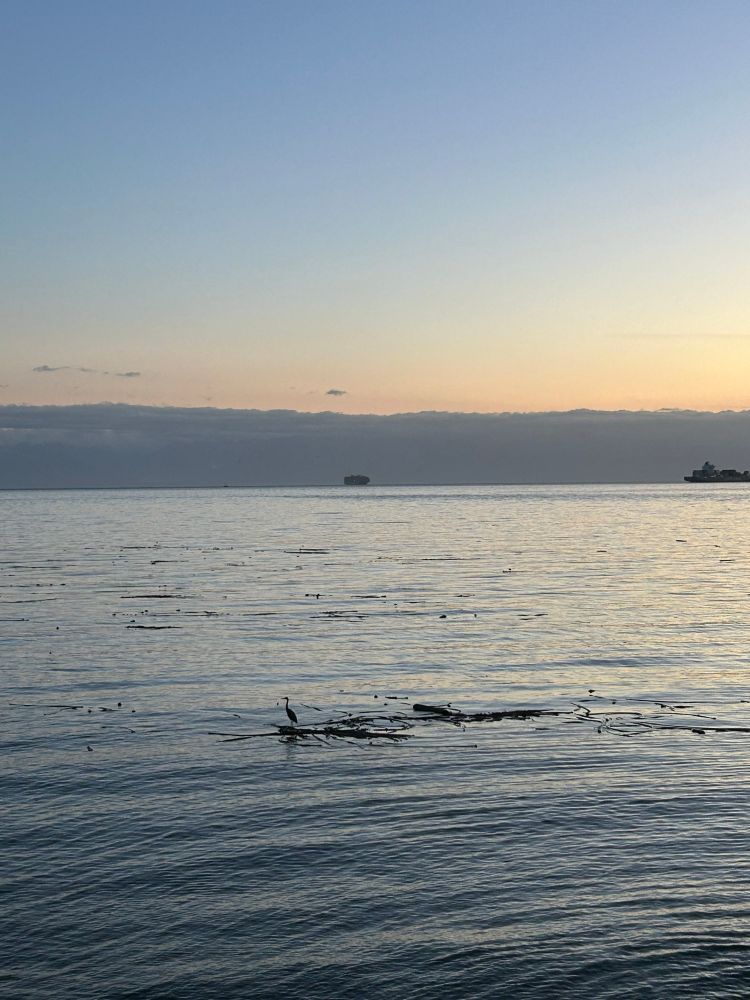 The outline of a heron on a float of seaweed during the gloaming. 