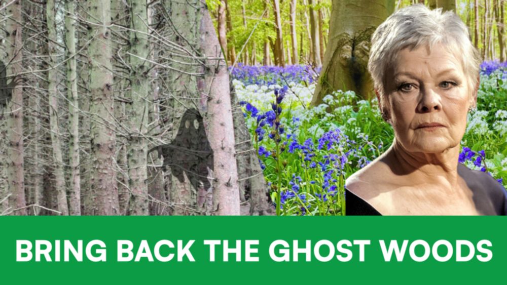 Ancient woodlands are vanishing – and with them, some of our most loved and endangered wildlife. Forestry England manages over 100,000 acres of land that used to be ancient woodland - that’s bigger th...