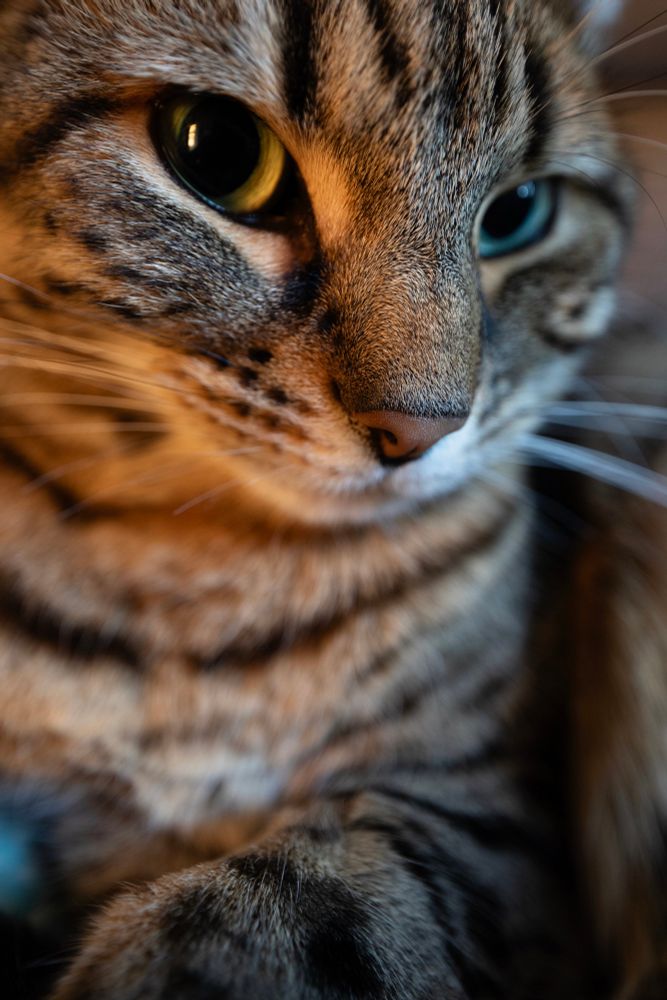 Close up of a mackerel tabby caught in the sunset, one eye reflecting orange the other one blue. 
