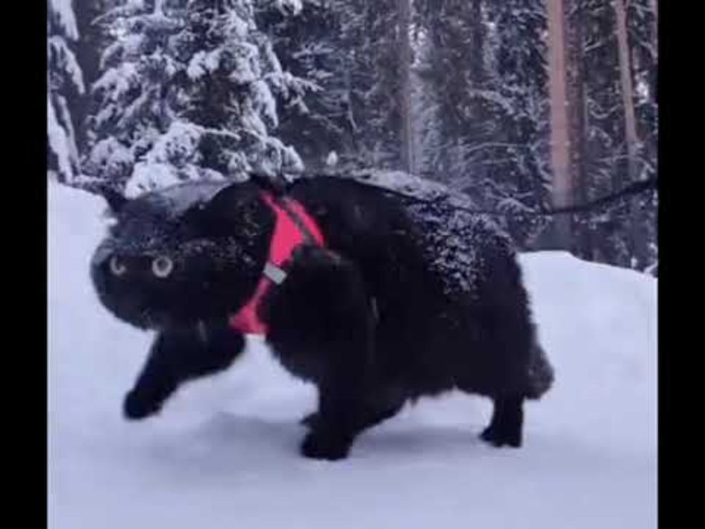 Oh lawd, he comin