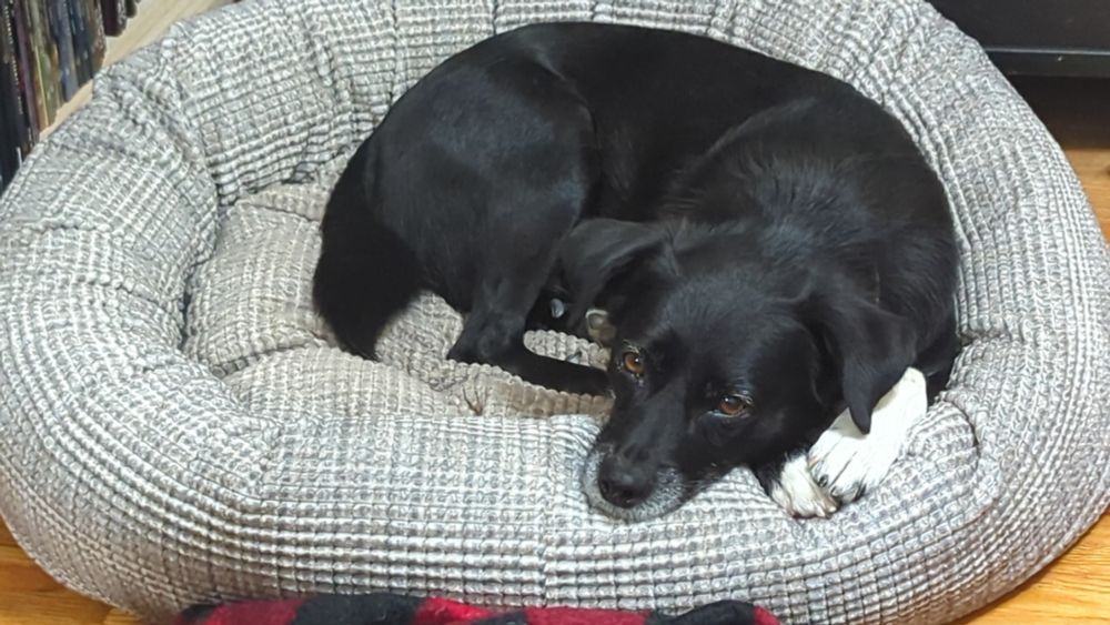 Yogu the black dog with white tuxedo in his bed being very cute