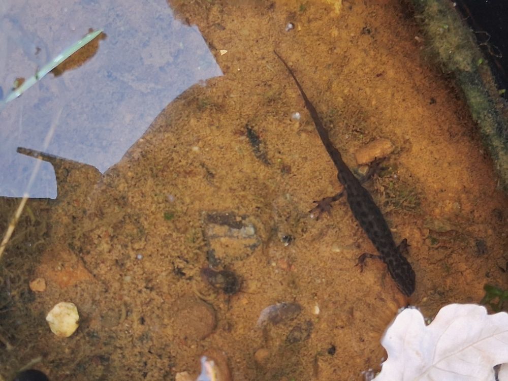 A newt in the Natural History Museum pond