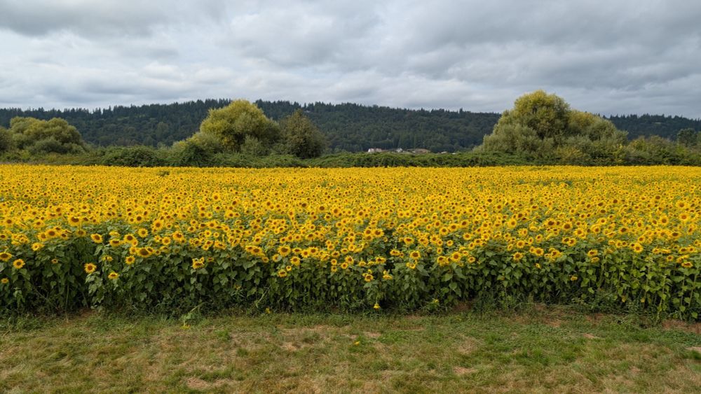 A view of a sunflower farm with sunflowers from side to side, trees and rolling green hills in the background.