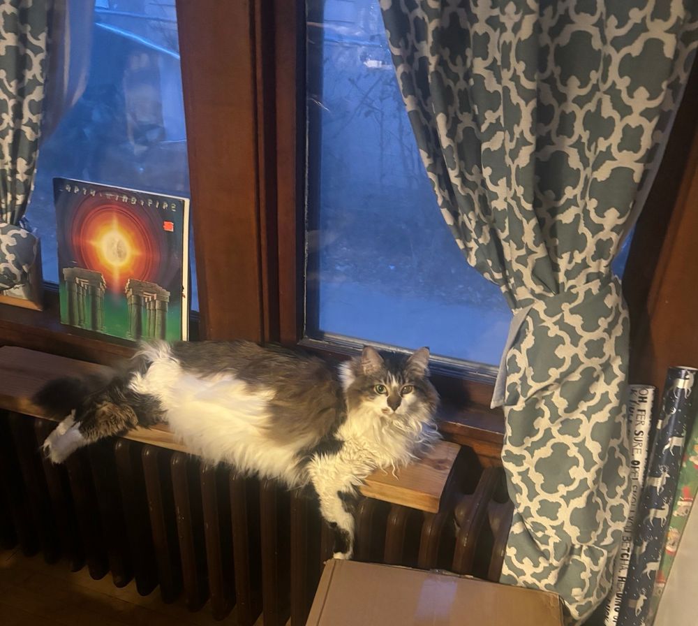 My cat gatsby (20lb cat with brown and white markings, very fluffy because he’s part Maine Coon, Ragdoll, and Tabby) lounging full length on top of a radiator in front of the window. With a “what do you want, human?” expression