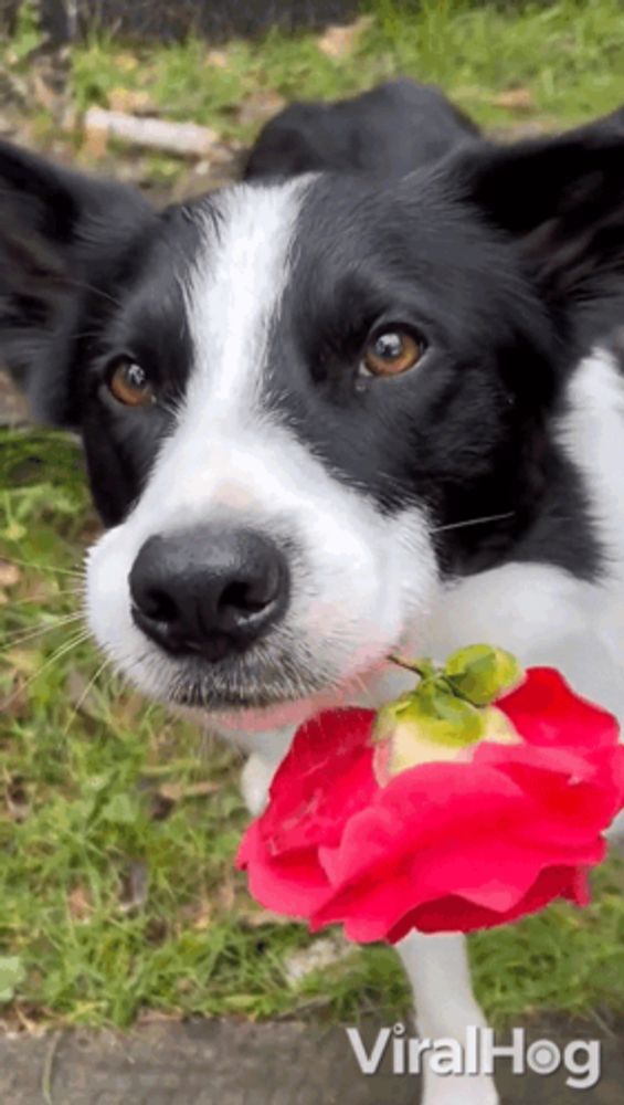 a black and white dog holding a red rose in its mouth .