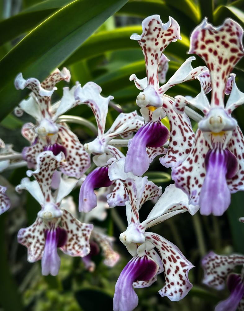 Purple and white orchids with spotted petals sit in front of green fronds.