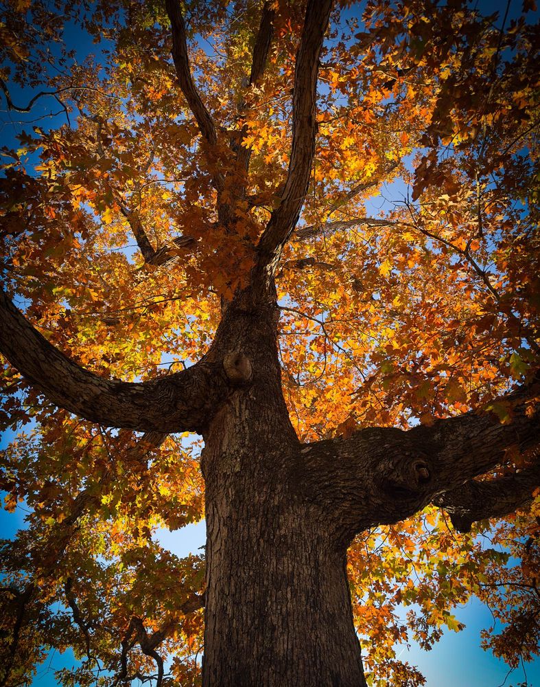 An oak tree is back lit highlighting bright yellow leaves against a blue sky.