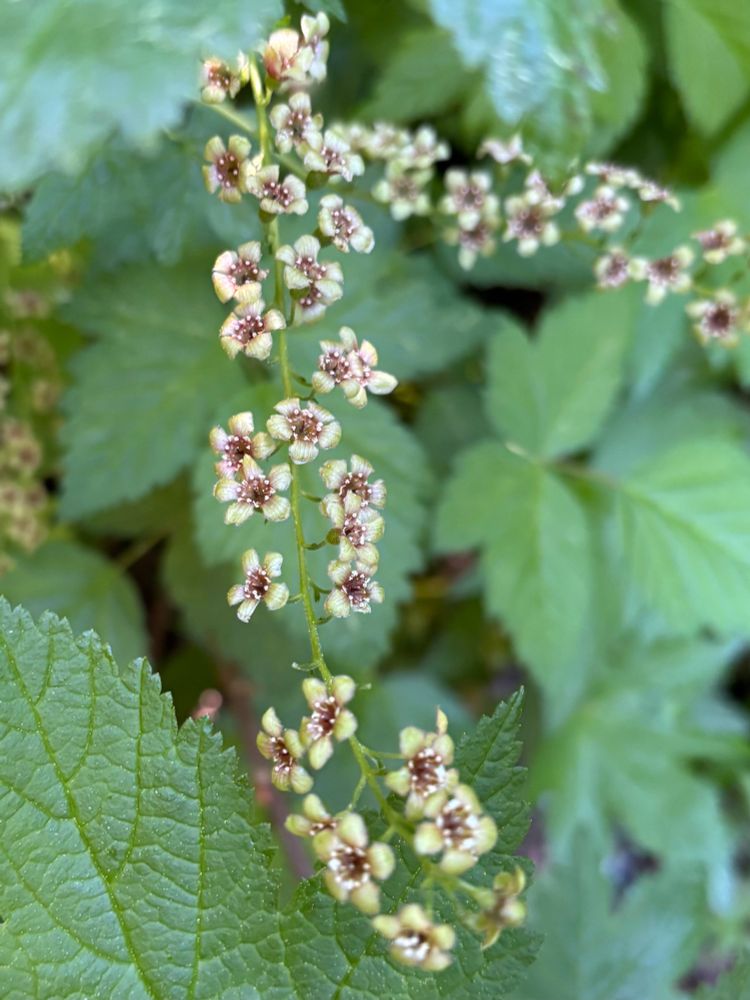Small white flowers of the currant plant