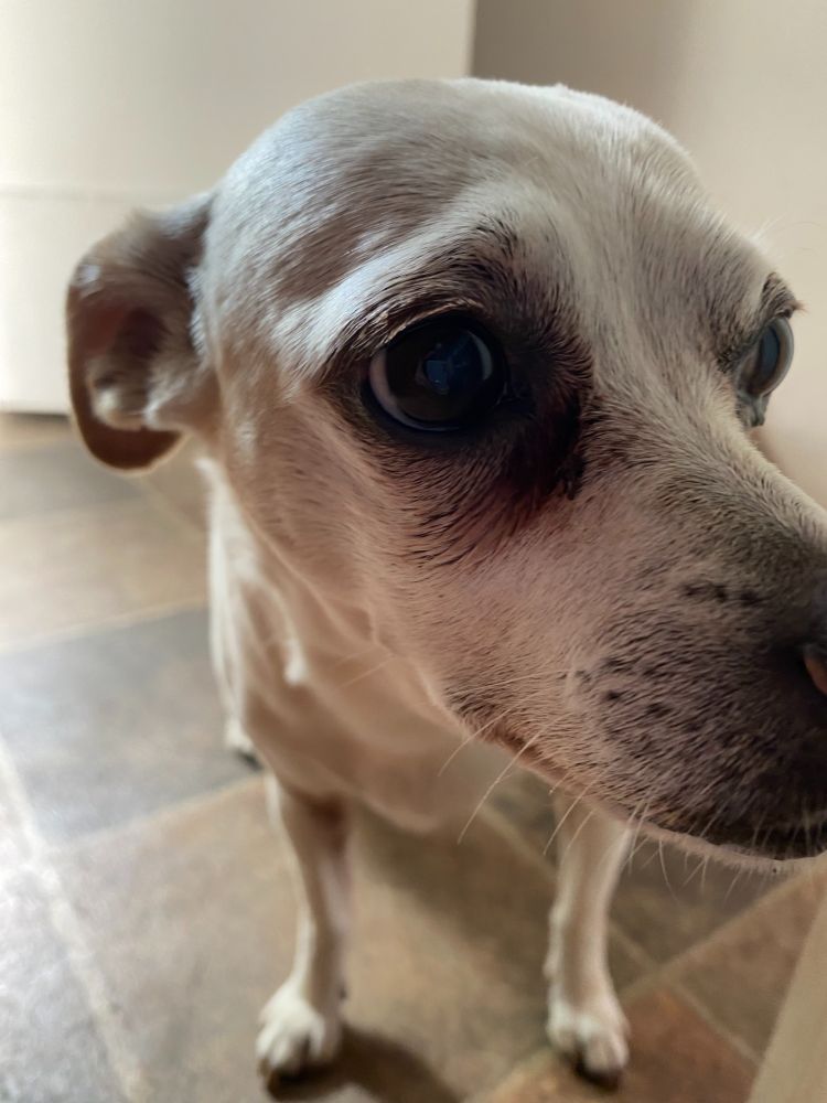 Dog with psychotic human level pill hiding skills not seen since Angelina Jolie in Girl, Interrupted