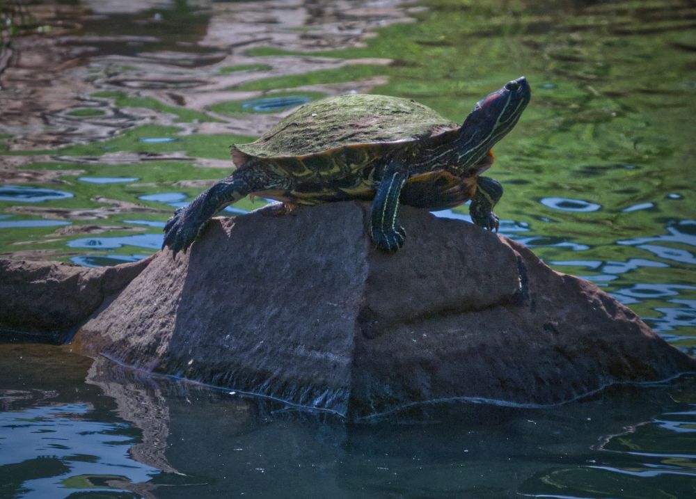 A turtle perches on top of a rock in a pond, warming in the sun while warily looking at the photographer.