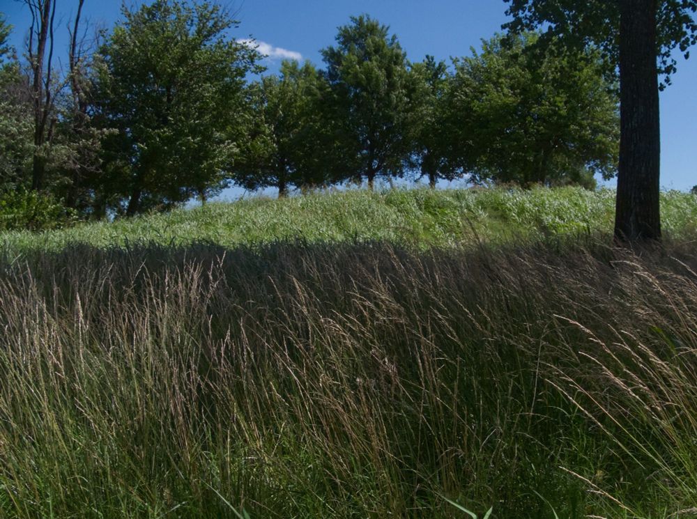 A field in a park: tall grass waves in the wind in the foreground; a tall tree stands taller than the photo in the middleground; a row of short trees stand staggered in the background.