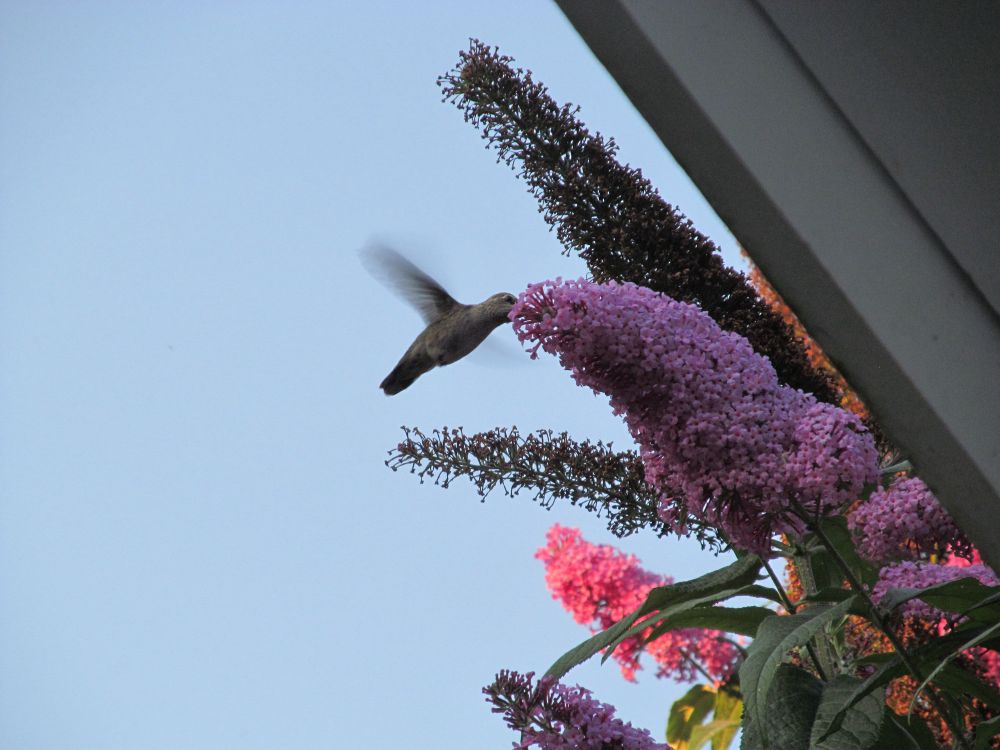 A hummingbird sipping nectar from a flower in Anacortes, Washington.