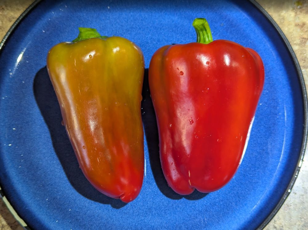 two garden fresh red peppers on a blue ceramic plate