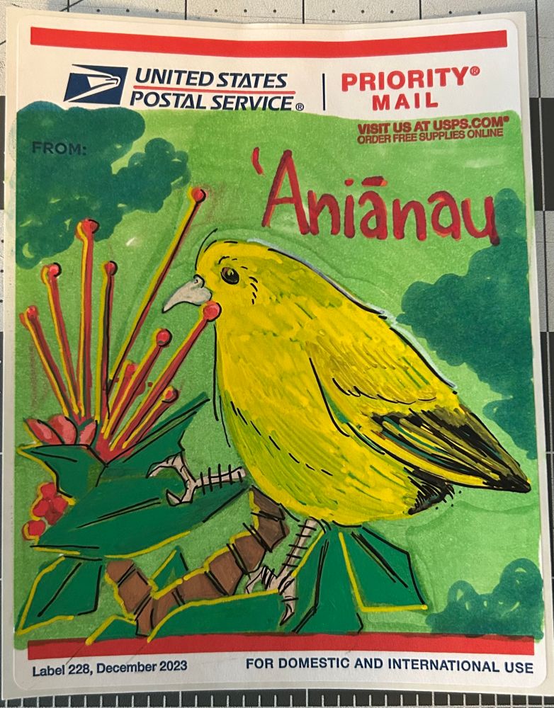 Traditional drawing of Aniānau bird fro day 11 of avian August.