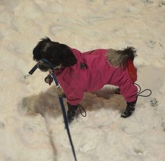 Black and white maltipoo in a hot pink snowsuit and black boots. 