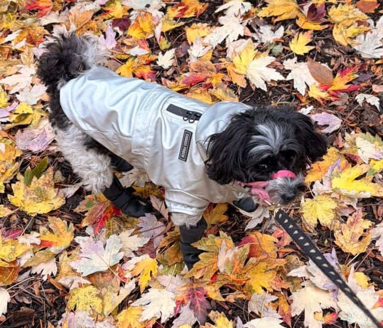 Black and white maltipoo in a silver raincoat, black wellies, surrounded by autumn leaves.  
