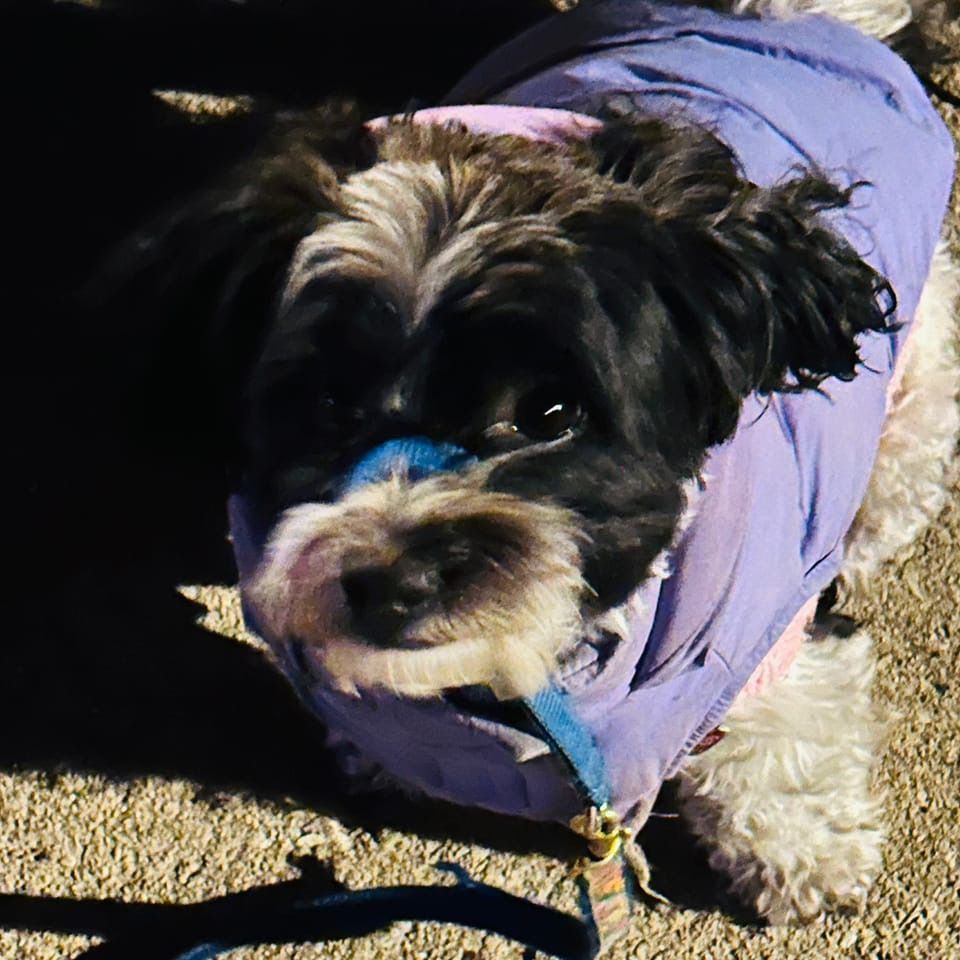 Black and white maltipoo in a lavender puffer coat. 