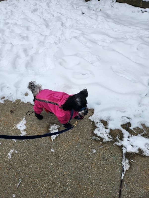 Black and white maltipoo in a hot pink snowsuit. 