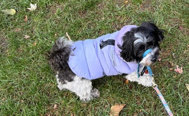 Black and white maltipoo in a lavender puffer coat. 