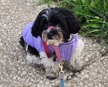 Black and white maltipoo in a lavender puffer coat. 