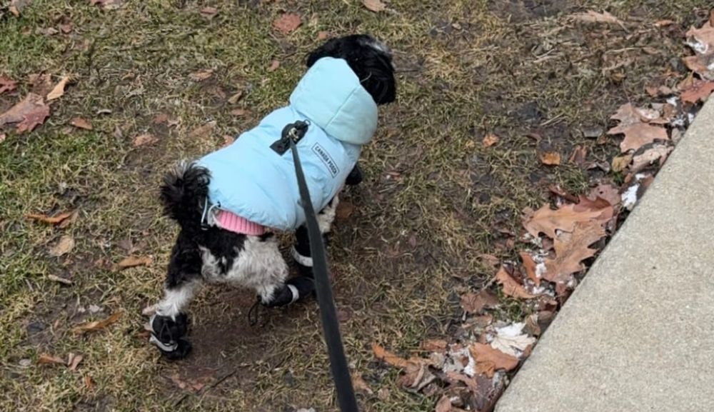 Black and white maltipoo in a pink sweater, blue coat and black boots. 