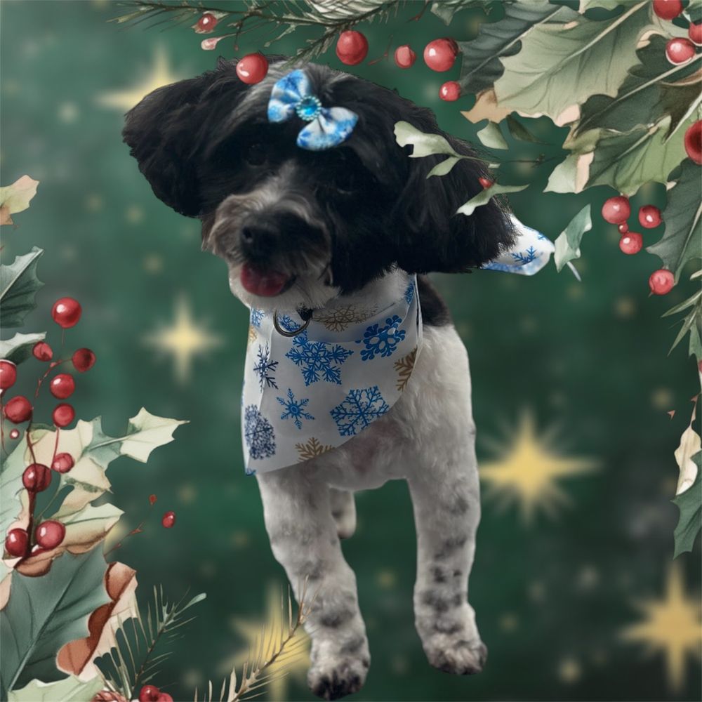 Black and white maltipoo in a white bandana with blue snowflakes and a blue bow on her head. 