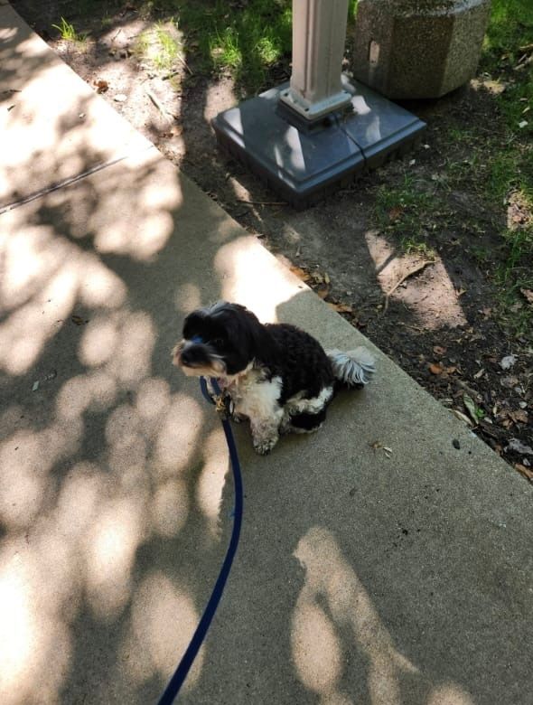 Black and white maltipoo. 