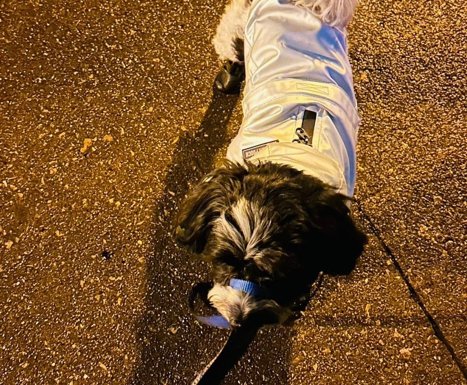 Black and white maltipoo in a silver raincoat and black wellies. 