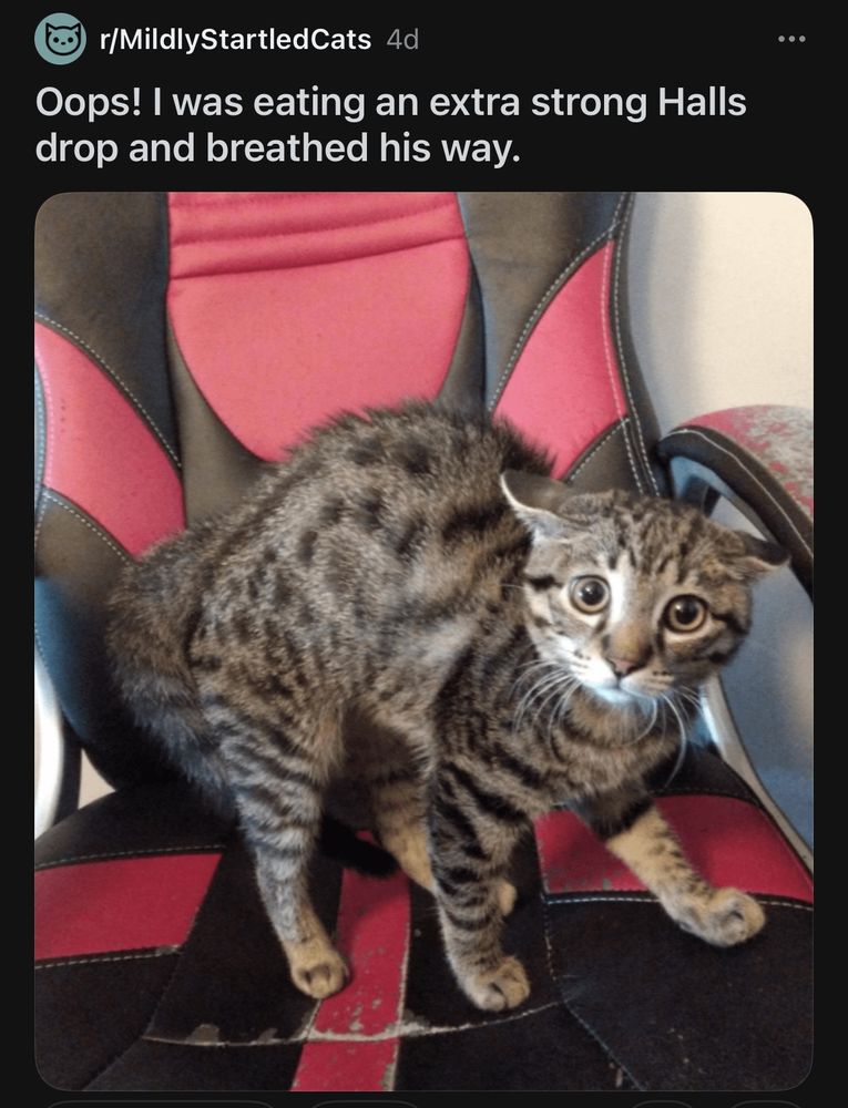 An image of a deeply concerned and frightened looking tabby cat standing on a gaming chair. Text reads: "Oops! I was eating an extra strong Halls drop and breathed his way."