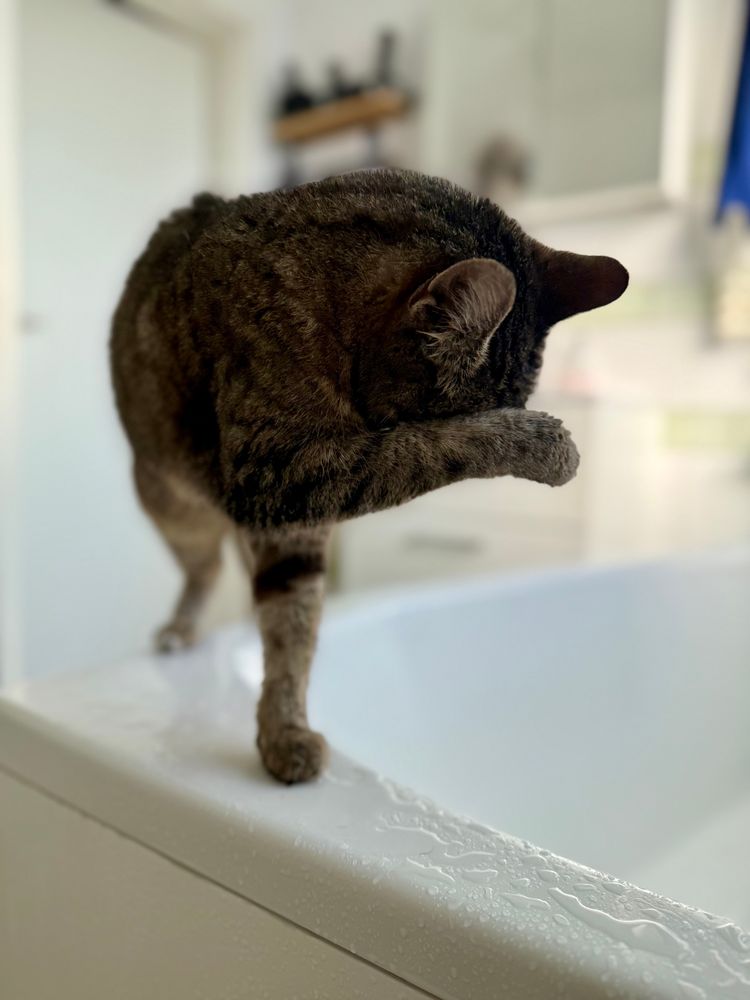 Katze, auf dem nassen Badewannenrand stehend, sich die Pfote vor die Augen haltend