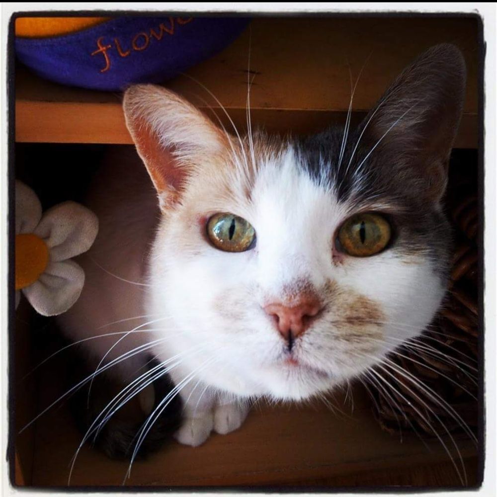 Tara, a pastel calico cat peers curiously at the camera 