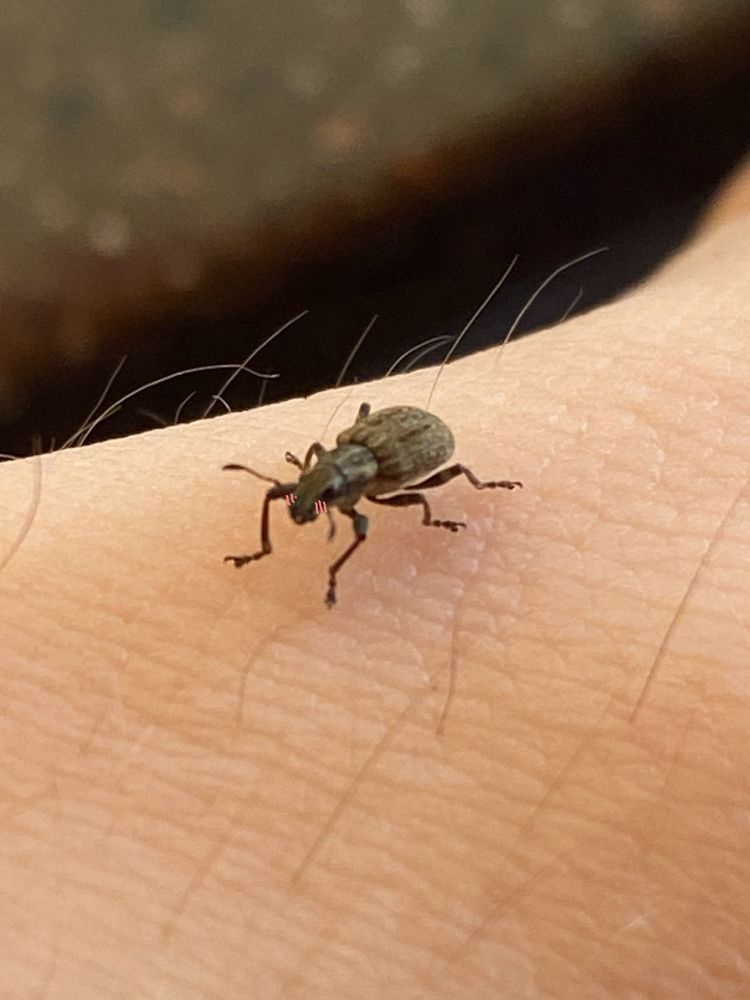 a small beetle, blushing