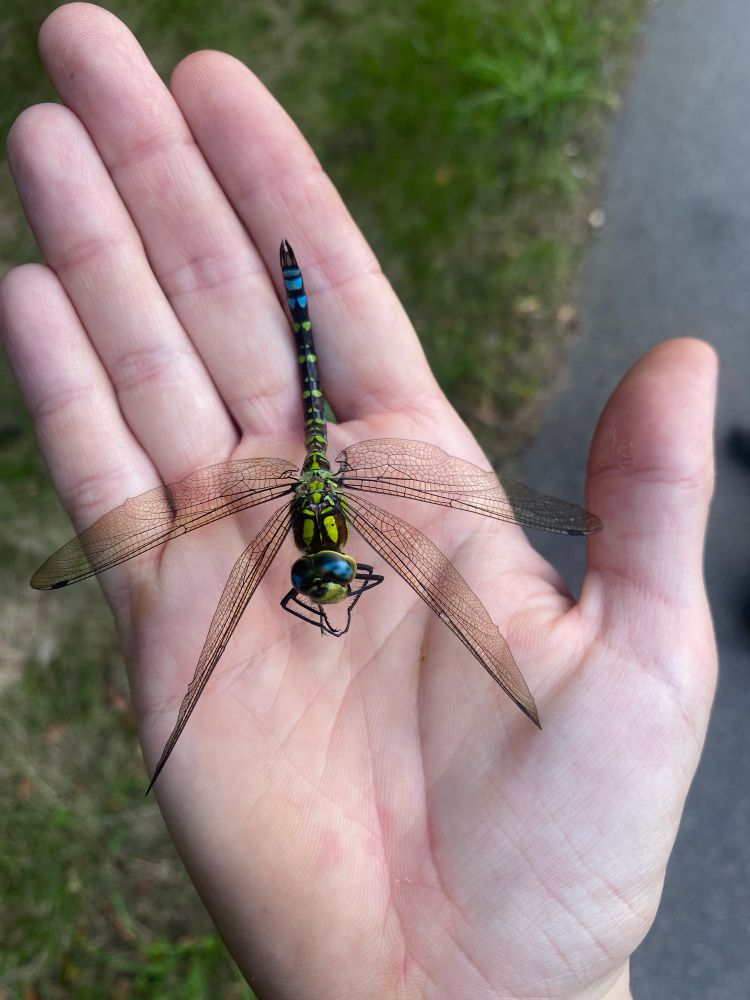 Aeshna cyanea, a pretty large dragonfly with a pattern of teal and lime green 