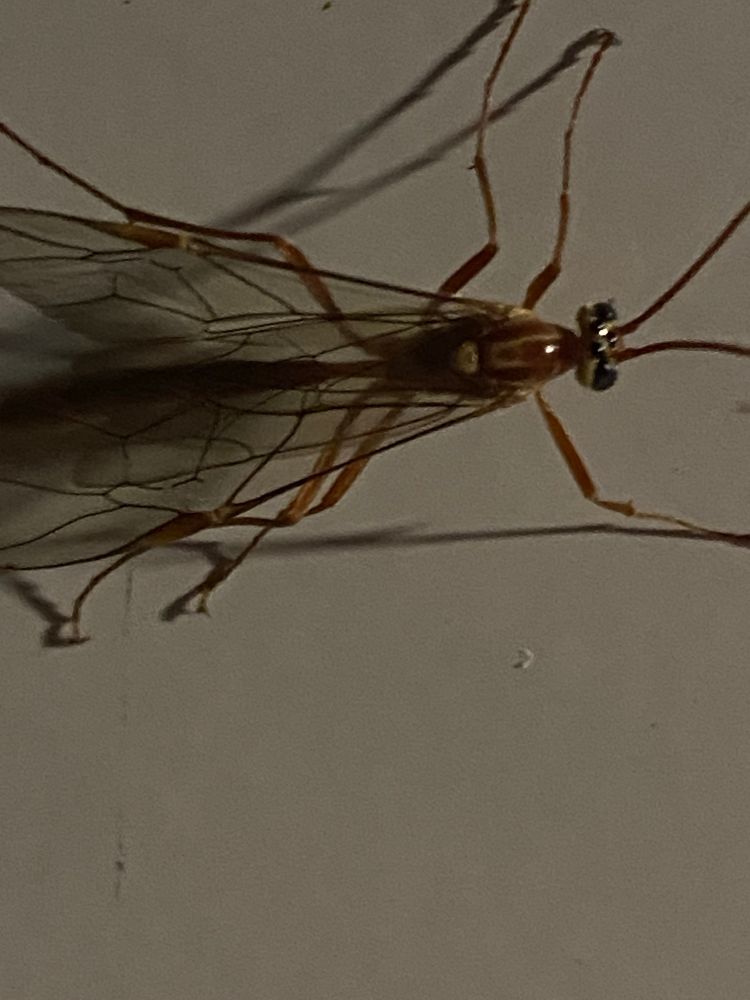 also visible is like a thorn or nub on leg, and a white kinda eye shaped spot on its thorax