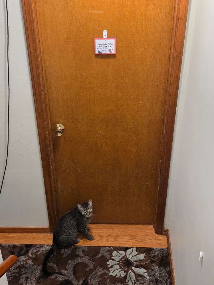 Will the brown tabby cat, sitting in front of a closed door with a sign on it that normally says "please do not let the cats out", with pixel art of two cats that represent Moira and Will. The s in "cats" is crossed out, and between the artwork of the two cats, "Moira is in quarantine" is written in dry-erase marker. 

Will looks very sad and very much wants to be on the other side of that door with Moira. 