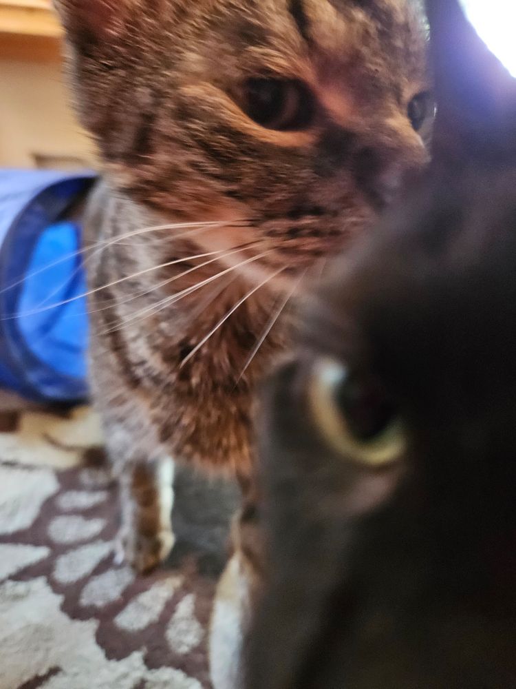 A very silly close-up picture of Moira the black cat and Will the tabby cat. Moira is so close you can only see one of her eyes, part of her nose, and part of an ear. Will is behind her, but more of him is visible. 